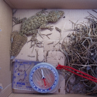 Phyllurus platurus (Broad-tailed Gecko) at Merimbula, NSW - 4 Apr 2012 by RobynKesby