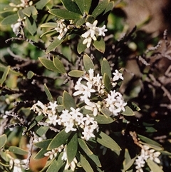 Unidentified at Ben Boyd National Park - 16 Sep 2008 by robndane