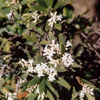 Leucopogon parviflorus (Coast Beard Heath) at Ben Boyd National Park - 17 Sep 2008 by robndane