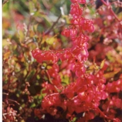 Rumex sagittatus (Turkey Rhubarb, Climbing Dock) at Undefined, NSW - 30 Sep 1993 by robndane