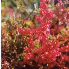 Rumex sagittata (Turkey Rhubarb, Rambling Dock) at Undefined, NSW - 29 Sep 1993 by robndane