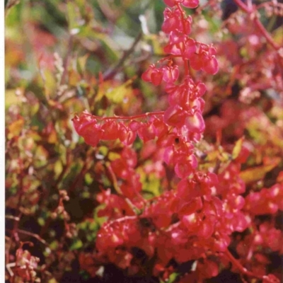 Rumex sagittatus (Turkey Rhubarb, Climbing Dock) at Undefined, NSW - 30 Sep 1993 by robndane