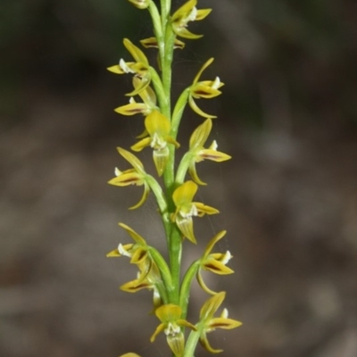 Prasophyllum flavum (Yellow Leek Orchid) at Tathra, NSW - 23 Oct 2010 by KerryVance