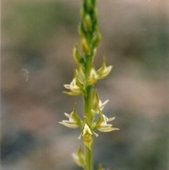 Prasophyllum sylvestre (Forest Leek Orchid) at Pambula, NSW - 14 Dec 2003 by KerryVance