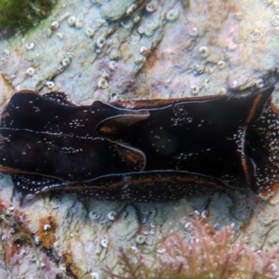 Unidentified at The Blue Pool, Bermagui - 21 Apr 2013 by robndane