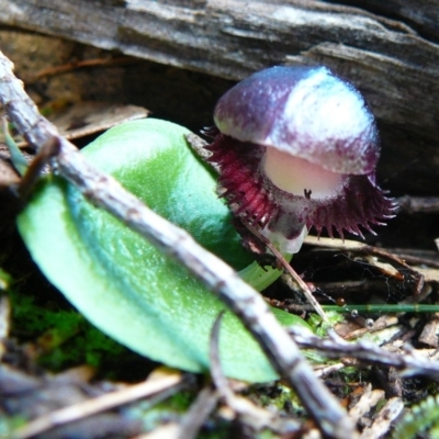 Corysanthes diemenica at Ben Boyd National Park - 6 Aug 2011 by GlendaWood