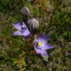 Thelymitra peniculata (Blue Star Sun-orchid) at Nadgee, NSW - 19 Oct 2011 by GlendaWood