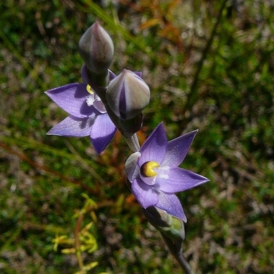 Thelymitra peniculata (Blue Star Sun-orchid) at Nadgee Nature Reserve - 18 Oct 2011 by GlendaWood