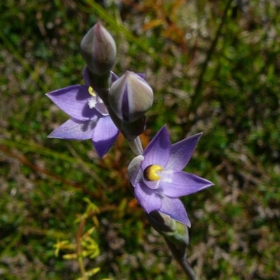 Thelymitra peniculata (Blue Star Sun-orchid) at Nadgee, NSW - 19 Oct 2011 by GlendaWood