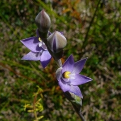 Thelymitra peniculata (Blue Star Sun-orchid) at Nadgee, NSW - 18 Oct 2011 by GlendaWood