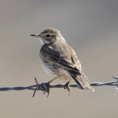 Anthus australis (Australian Pipit) at Michelago, NSW - 1 Oct 2018 by Illilanga