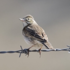 Anthus australis at Michelago, NSW - 1 Oct 2018 09:24 AM