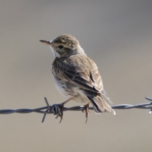 Anthus australis at Michelago, NSW - 1 Oct 2018 09:24 AM