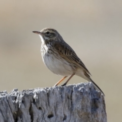 Anthus australis at Michelago, NSW - 1 Oct 2018 09:24 AM