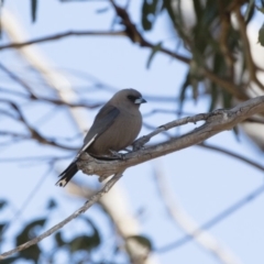 Artamus cyanopterus (Dusky Woodswallow) at Michelago, NSW - 1 Oct 2018 by Illilanga