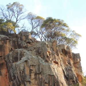 Acacia doratoxylon at Paddys River, ACT - 22 Sep 2018