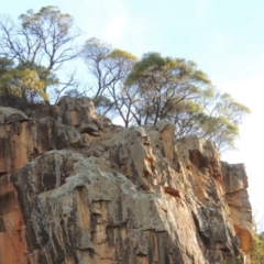 Acacia doratoxylon (Currawang) at Bullen Range - 22 Sep 2018 by michaelb