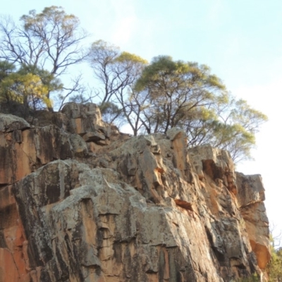 Acacia doratoxylon (Currawang) at Bullen Range - 22 Sep 2018 by michaelb