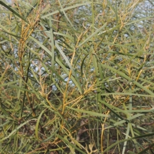 Acacia doratoxylon at Paddys River, ACT - 22 Sep 2018