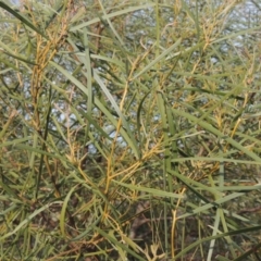 Acacia doratoxylon at Paddys River, ACT - 22 Sep 2018