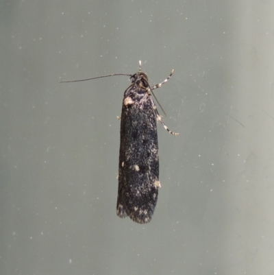 Barea codrella (A concealer moth) at Conder, ACT - 28 Sep 2018 by MichaelBedingfield