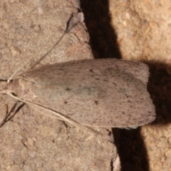 Chezala privatella (A Concealer moth) at O'Connor, ACT - 9 Sep 2018 by PeteWoodall