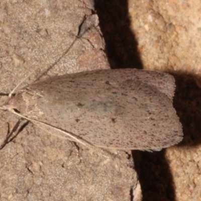 Chezala privatella (A Concealer moth) at O'Connor, ACT - 9 Sep 2018 by PeteWoodall