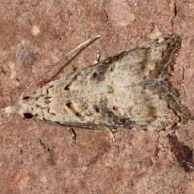 Carposinidae (family) (a Copromorhoidea moth) at O'Connor, ACT - 9 Sep 2018 by PeteWoodall