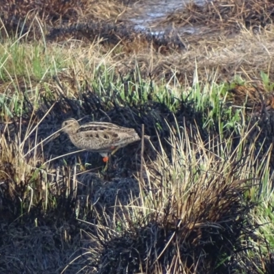 Gallinago hardwickii (Latham's Snipe) at Jerrabomberra Wetlands - 4 Oct 2018 by roymcd