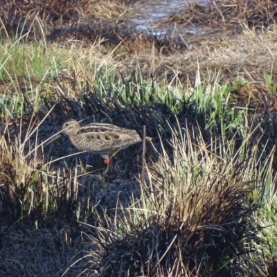 Gallinago hardwickii (Latham's Snipe) at Fyshwick, ACT - 5 Oct 2018 by roymcd