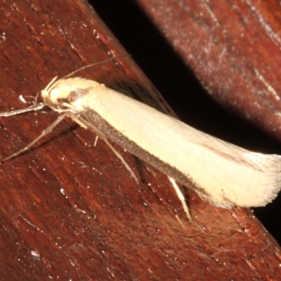 Philobota protecta (A concealer moth) at O'Connor, ACT - 9 Sep 2018 by PeteWoodall