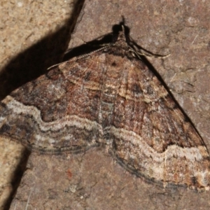 Epyaxa subidaria at O'Connor, ACT - 9 Sep 2018 09:17 PM