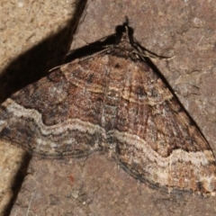 Epyaxa subidaria (Subidaria Moth) at O'Connor, ACT - 9 Sep 2018 by PeteWoodall