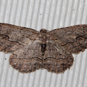Ectropis excursaria at O'Connor, ACT - 10 Sep 2018 09:25 PM