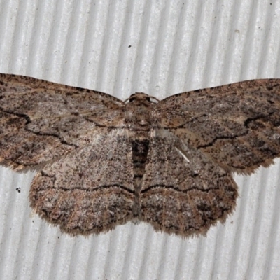 Ectropis excursaria (Common Bark Moth) at O'Connor, ACT - 10 Sep 2018 by PeteWoodall