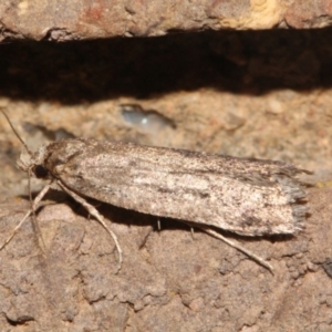 Oecophoridae provisional group 5 at O'Connor, ACT - 10 Sep 2018