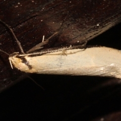 Philobota protecta (A concealer moth) at O'Connor, ACT - 12 Sep 2018 by PeteWoodall