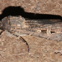 Agrotis infusa (Bogong Moth, Common Cutworm) at O'Connor, ACT - 12 Sep 2018 by PeteWoodall