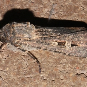 Agrotis infusa at O'Connor, ACT - 12 Sep 2018 09:07 PM