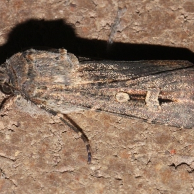 Agrotis infusa (Bogong Moth, Common Cutworm) at O'Connor, ACT - 12 Sep 2018 by PeteWoodall