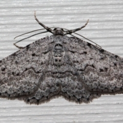 Psilosticha absorpta (Fine-waved Bark Moth) at O'Connor, ACT - 12 Sep 2018 by PeteWoodall