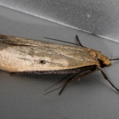 Oecophoridae (family) (Unidentified Oecophorid concealer moth) at O'Connor, ACT - 12 Sep 2018 by PeteWoodall