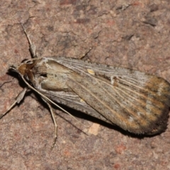 Lygephila fallax (Double-spotted Snout) at O'Connor, ACT - 12 Sep 2018 by PeteWoodall