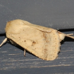 Helicoverpa punctigera at O'Connor, ACT - 14 Sep 2018 09:48 PM