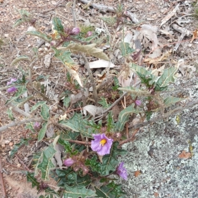 Solanum cinereum (Narrawa Burr) at Jerrabomberra Grassland - 5 Oct 2018 by Mike