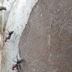 Iridomyrmex purpureus at Jerrabomberra, ACT - 5 Oct 2018 10:13 AM