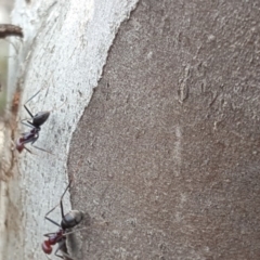 Iridomyrmex purpureus (Meat Ant) at Jerrabomberra Grassland - 5 Oct 2018 by Mike