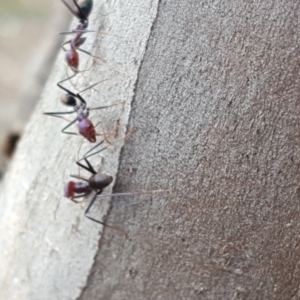 Iridomyrmex purpureus at Jerrabomberra, ACT - 5 Oct 2018 10:13 AM