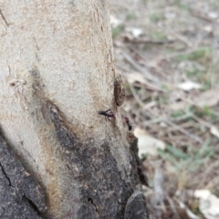 Iridomyrmex purpureus at Jerrabomberra, ACT - 5 Oct 2018