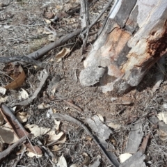 Papyrius nitidus (Shining Coconut Ant) at Jerrabomberra Grassland - 4 Oct 2018 by Mike